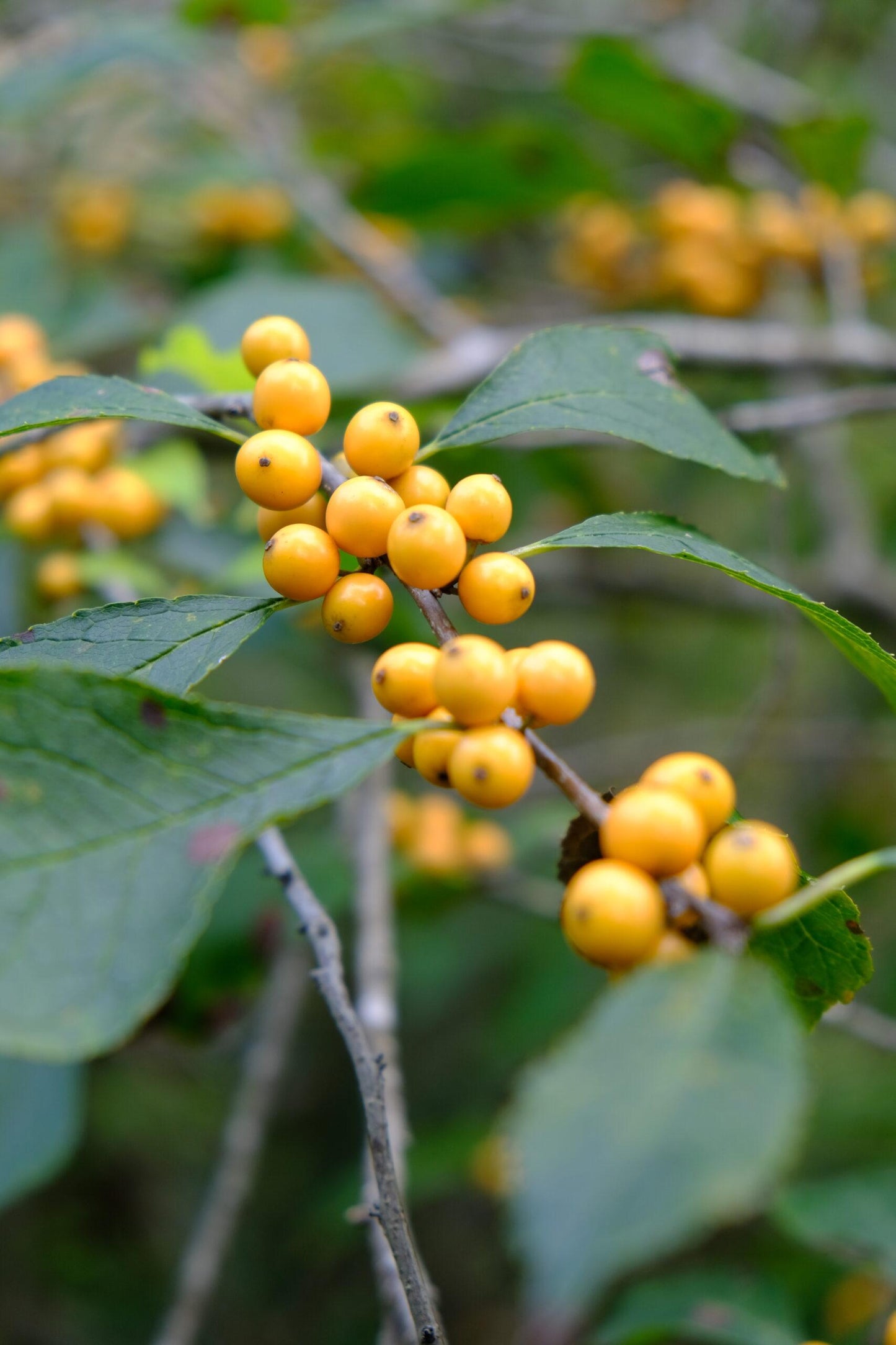 Ilex Verticillata Golden Verboom - View 13 from www redcrocus com