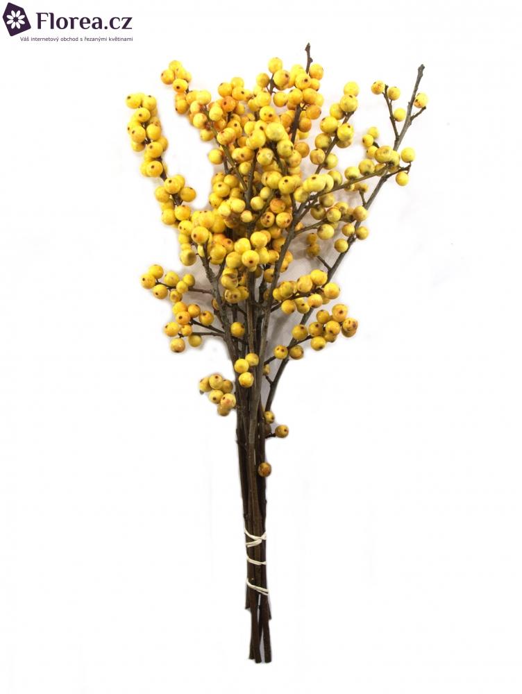 Ilex Verticillata Golden Verboom - View 15 from www redcrocus com