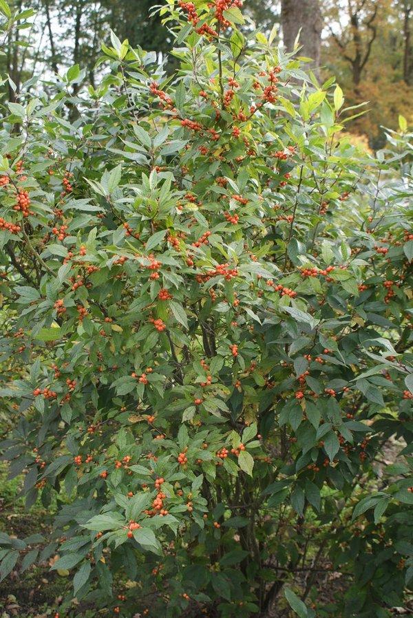 Ilex Verticillata Golden Verboom - View 2 from www redcrocus com