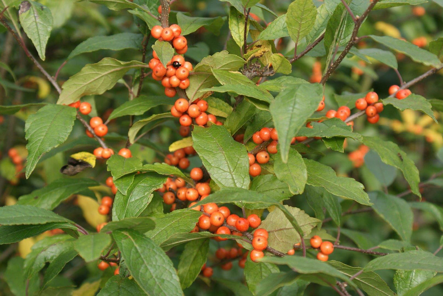 Ilex Verticillata Golden Verboom - View 5 from www redcrocus com