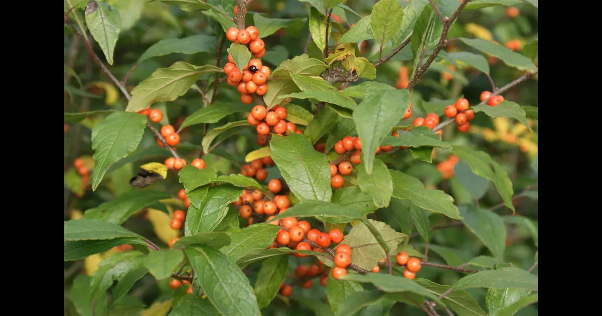 Ilex Verticillata Golden Verboom - View 5 from www redcrocus com
