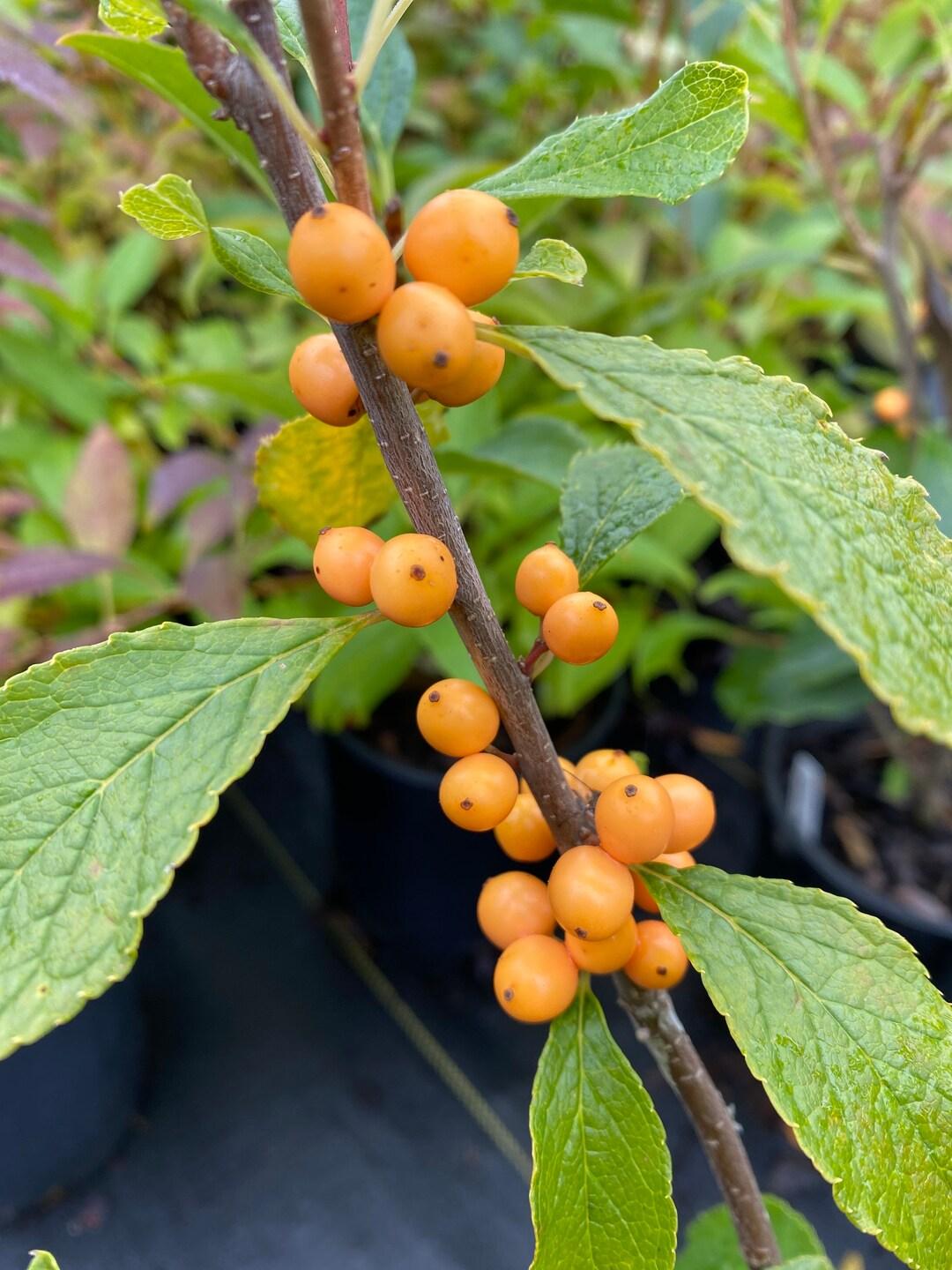 Ilex Verticillata Golden Verboom - View 6 from www redcrocus com