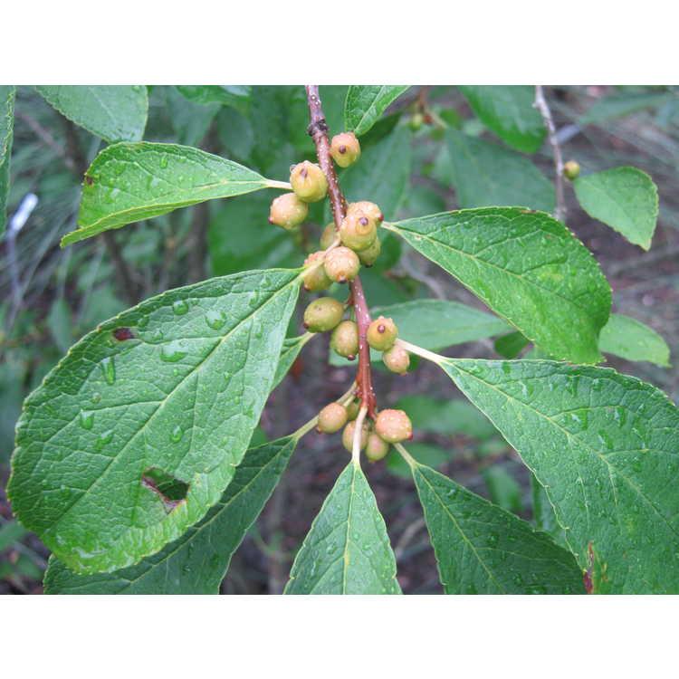 Ilex Verticillata Golden Verboom - View 7 from www redcrocus com
