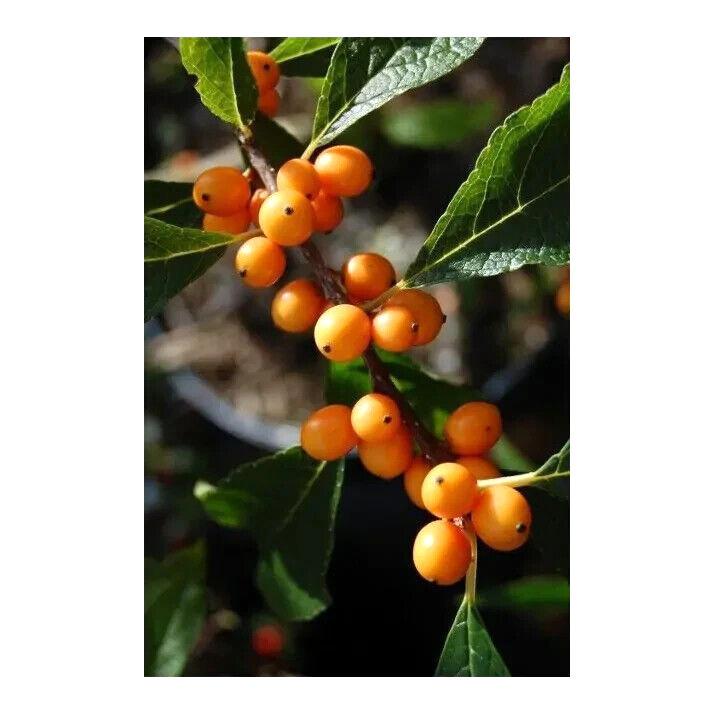 Ilex Verticillata Golden Verboom - View 8 from www redcrocus com
