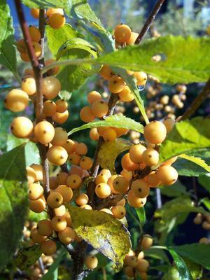 Ilex Verticillata Golden Verboom - View 9 from www redcrocus com