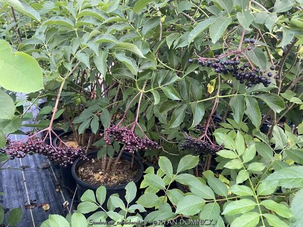 Sambucus Canadensis York - View 12 from www redcrocus com