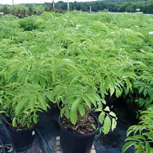 Sambucus Canadensis York - View 14 from www redcrocus com
