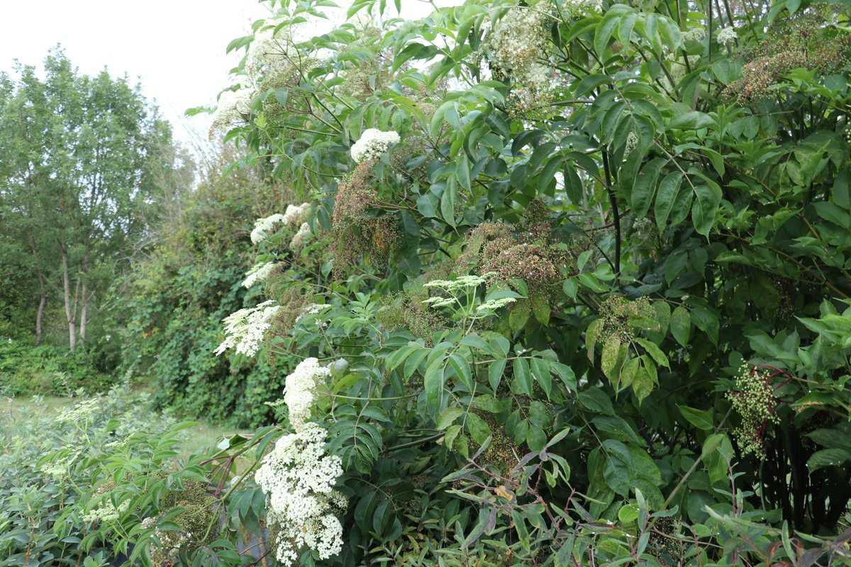 Sambucus Canadensis York - View 16 from www redcrocus com