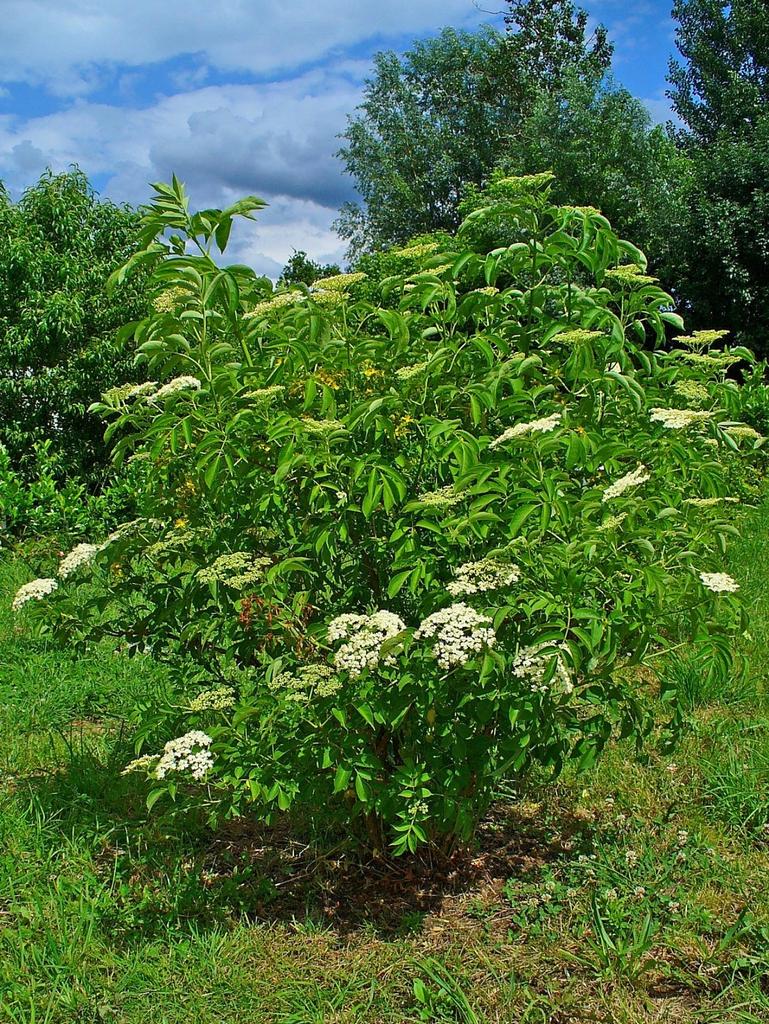 Sambucus Canadensis York - View 8 from www redcrocus com