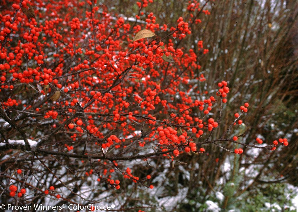 Ilex Verticillata Berry Heavy - View 16 from www redcrocus com