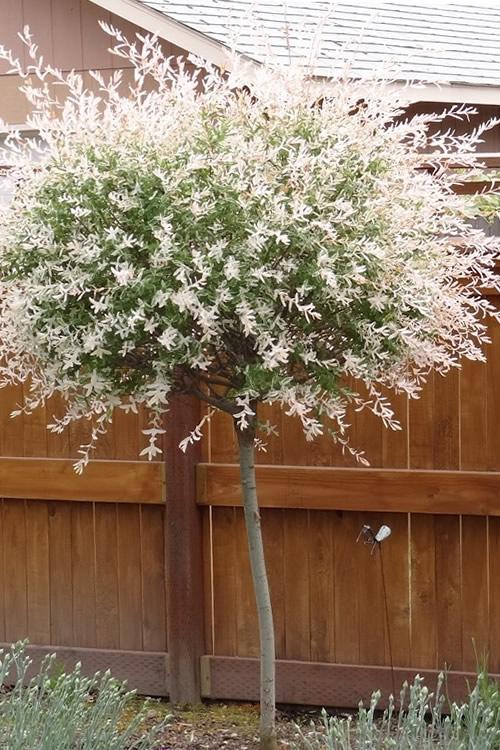 Salix Integra Hakuro Nishiki Tree Form - View 11 from www redcrocus com
