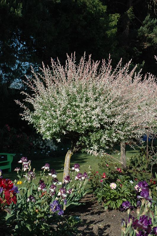 Salix Integra Hakuro Nishiki Tree Form - View 2 from www redcrocus com