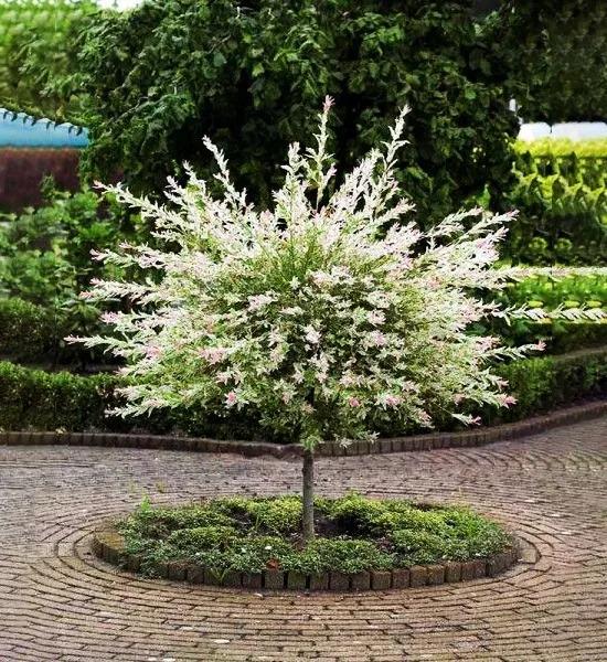 Salix Integra 'hakuro Nishiki' Tree Form - View 13 from www redcrocus com
