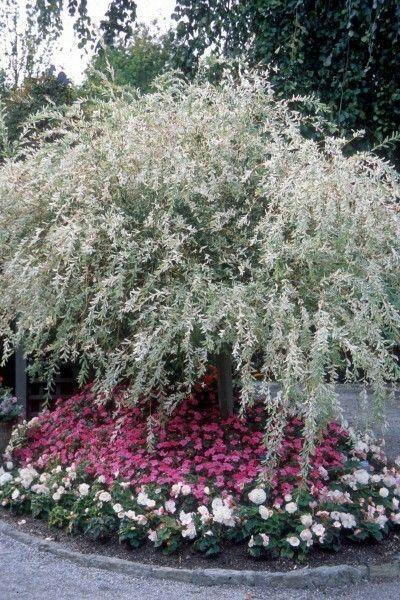 Salix Integra 'hakuro Nishiki' Tree Form - View 14 from www redcrocus com