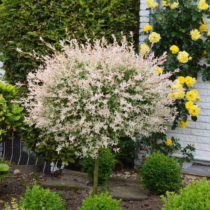Salix Integra 'hakuro Nishiki' Tree Form - View 16 from www redcrocus com