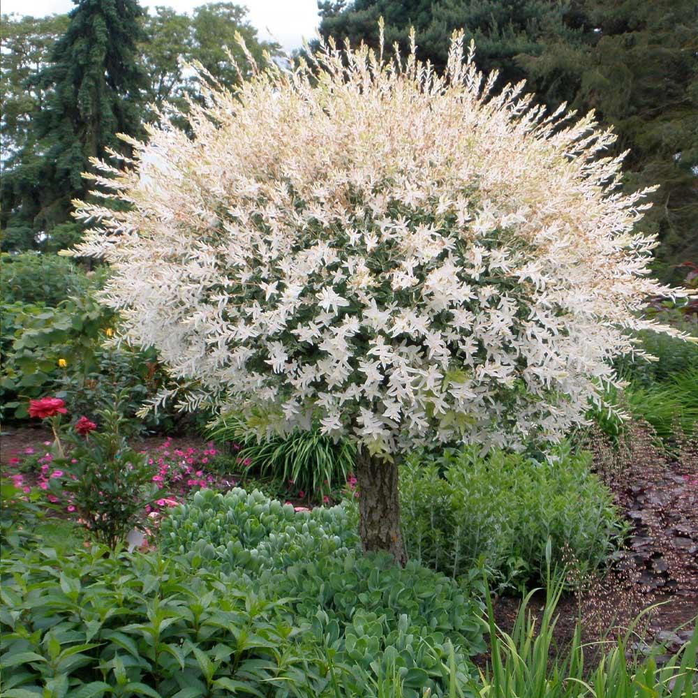 Salix Integra 'hakuro Nishiki' Tree Form - View 18 from www redcrocus com