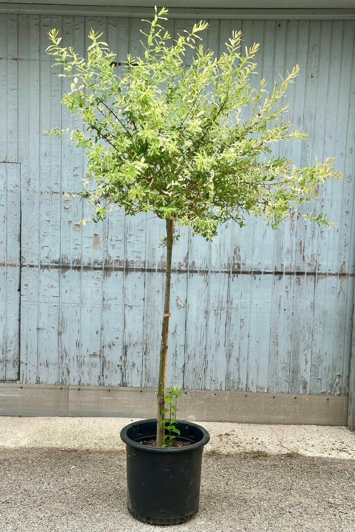 Salix Integra 'hakuro Nishiki' Tree Form - View 19 from www redcrocus com
