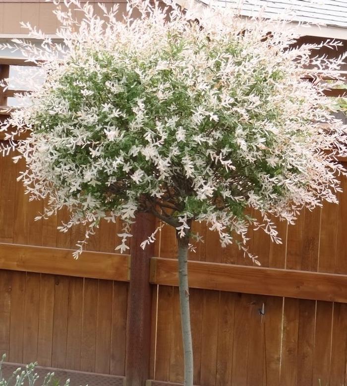 Salix Integra 'hakuro Nishiki' Tree Form - View 2 from www redcrocus com