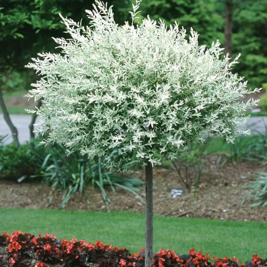 Salix Integra 'hakuro Nishiki' Tree Form - View 4 from www redcrocus com