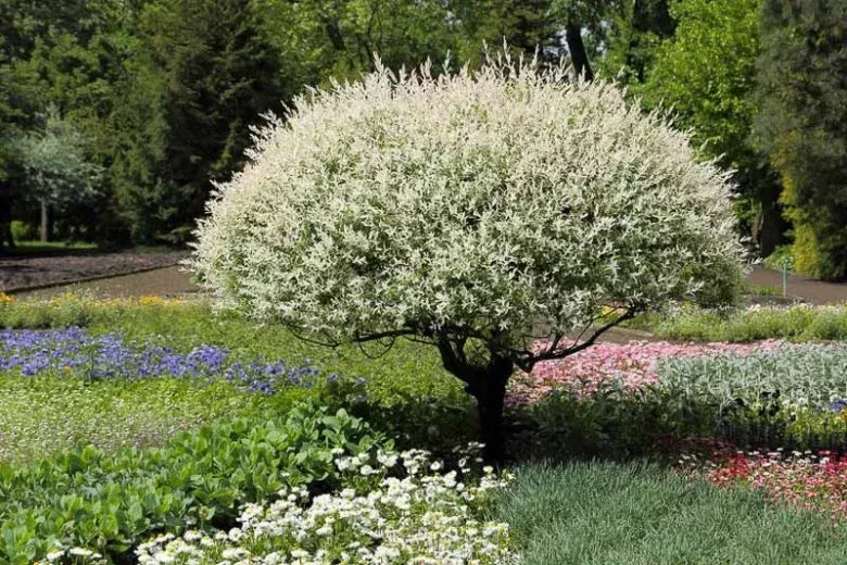 Salix Integra 'hakuro Nishiki' Tree Form - View 6 from www redcrocus com