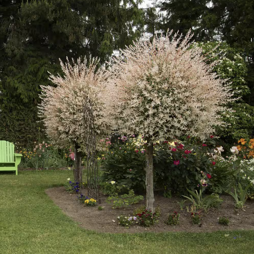 Salix Integra 'hakuro Nishiki' Tree Form - View 7 from www redcrocus com