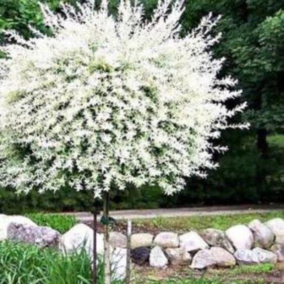 Salix Integra 'hakuro Nishiki' Tree Form - View 9 from www redcrocus com