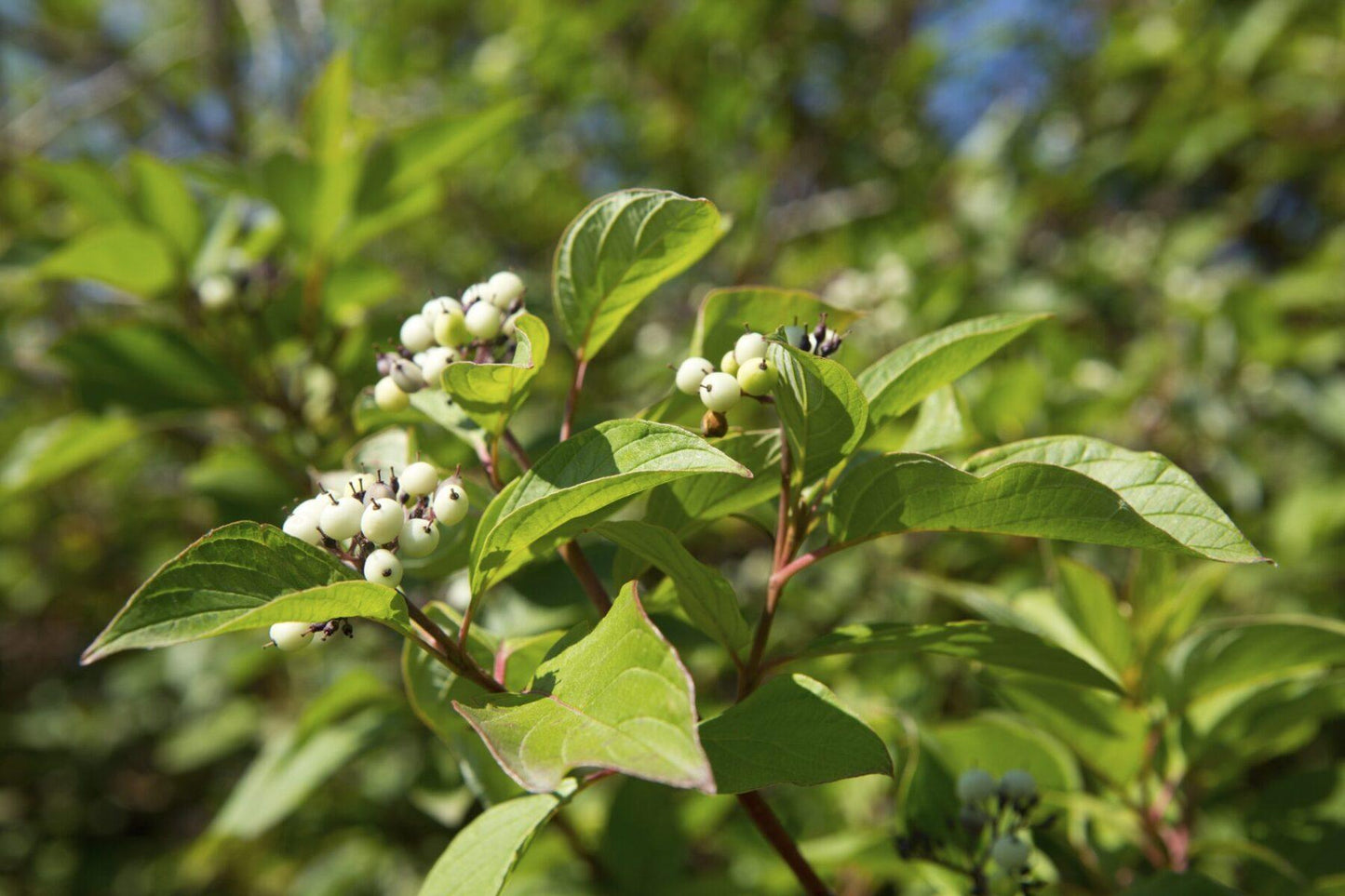 Cornus Sericea - View 11 from www redcrocus com