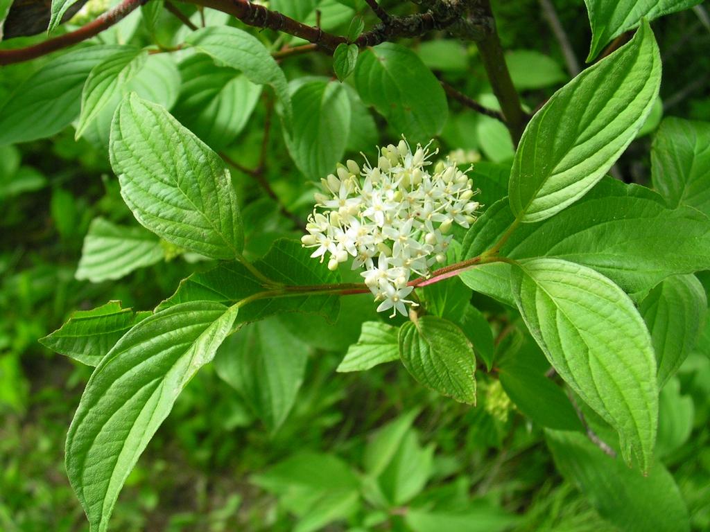 Cornus Sericea - View 1 from www redcrocus com