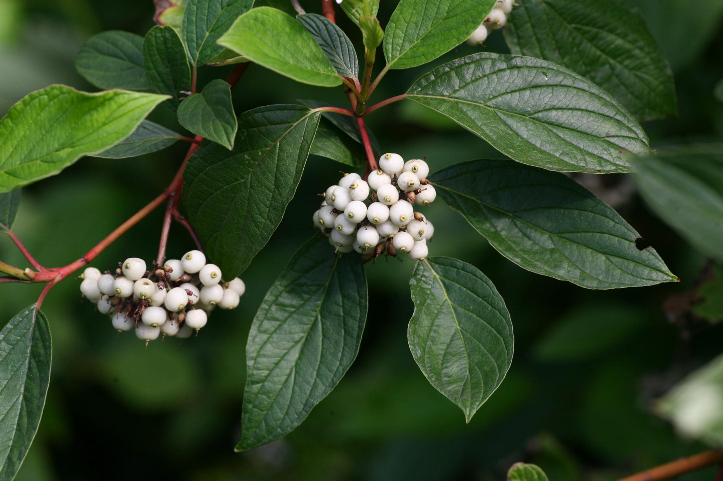 Cornus Sericea - View 7 from www redcrocus com