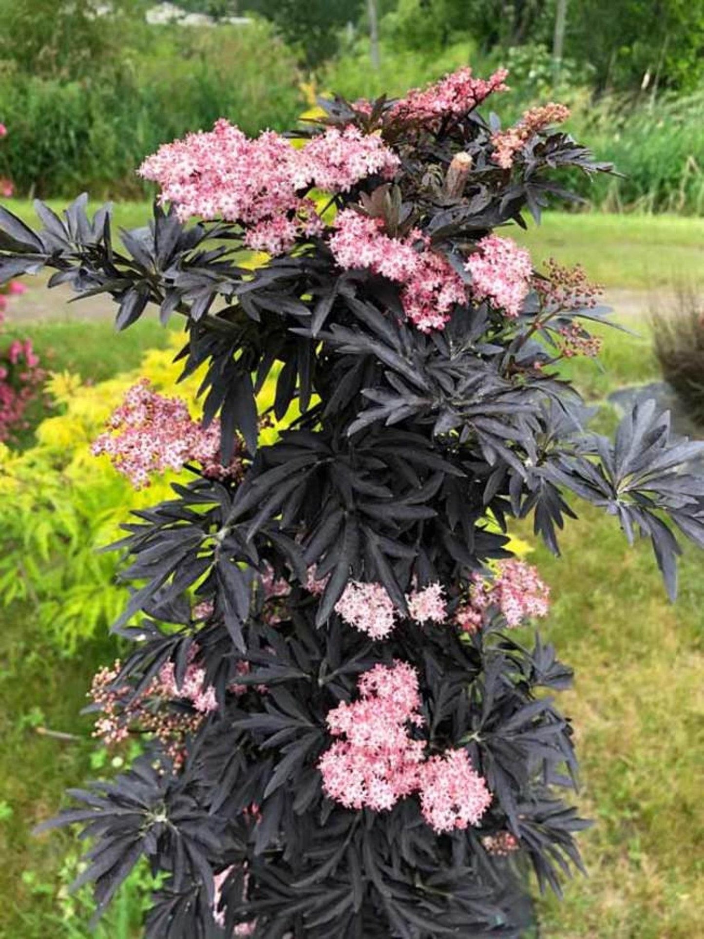 Sambucus Nigra Black Lace - View 15 from www redcrocus com