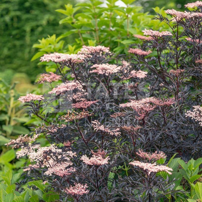 Sambucus Nigra Black Lace - View 6 from www redcrocus com