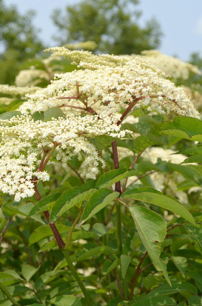 Sambucus Canadensis - View 8 from www redcrocus com