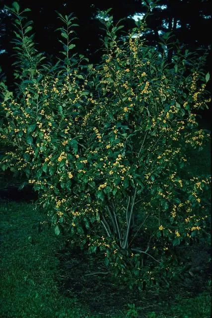 Ilex Verticillata Chrysocarpa - View 14 from www redcrocus com