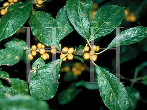 Ilex Verticillata Chrysocarpa - View 19 from www redcrocus com