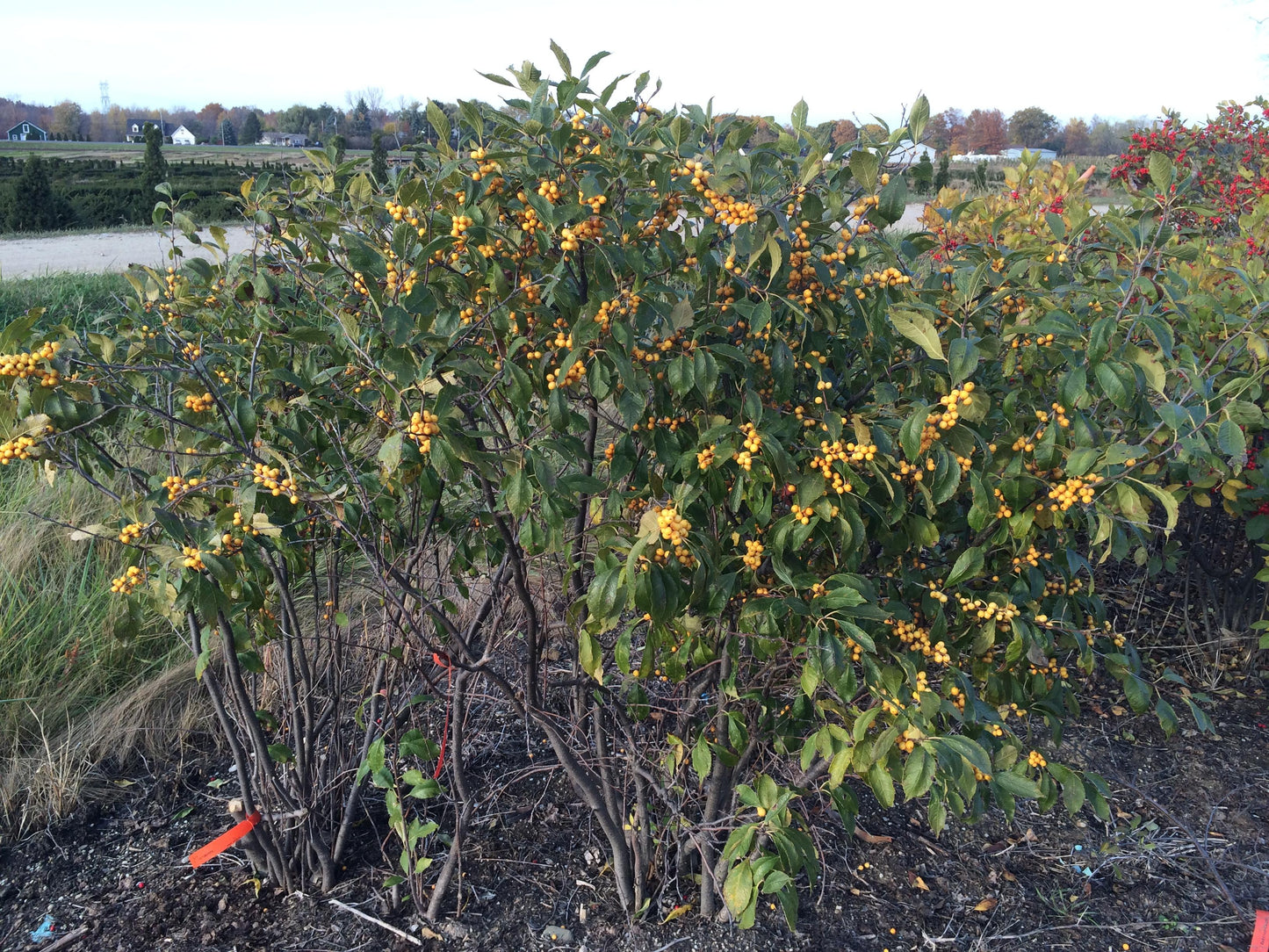 Ilex Verticillata Chrysocarpa - View 4 from www redcrocus com