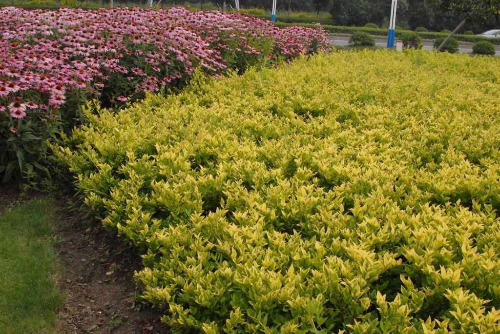 Ligustrum Vicaryi - View 10 from www redcrocus com