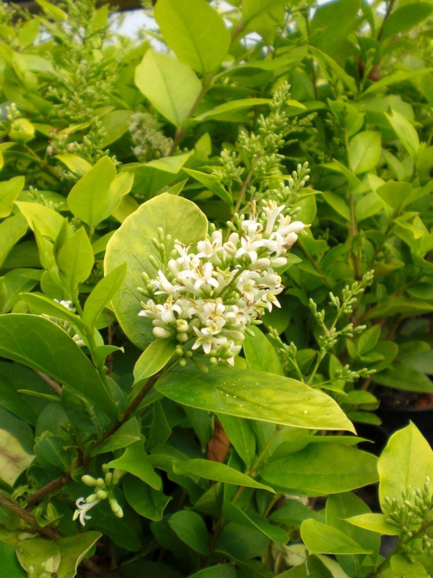 Ligustrum Vicaryi - View 11 from www redcrocus com