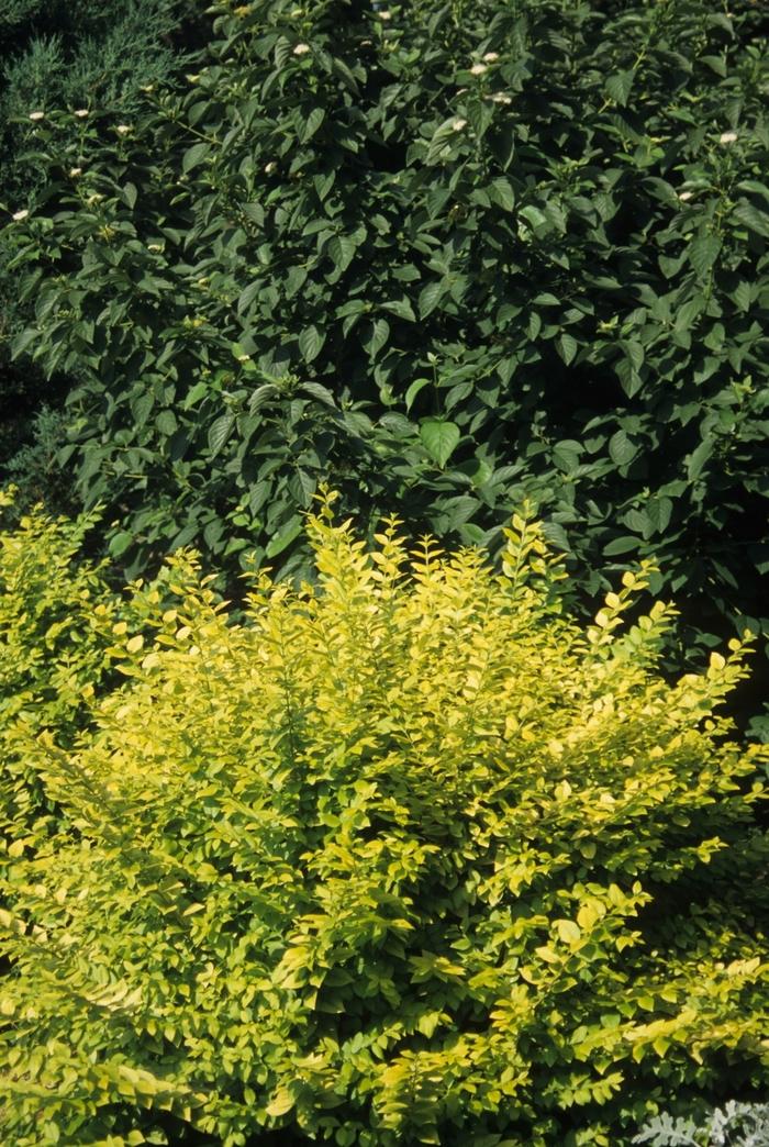 Ligustrum Vicaryi - View 12 from www redcrocus com