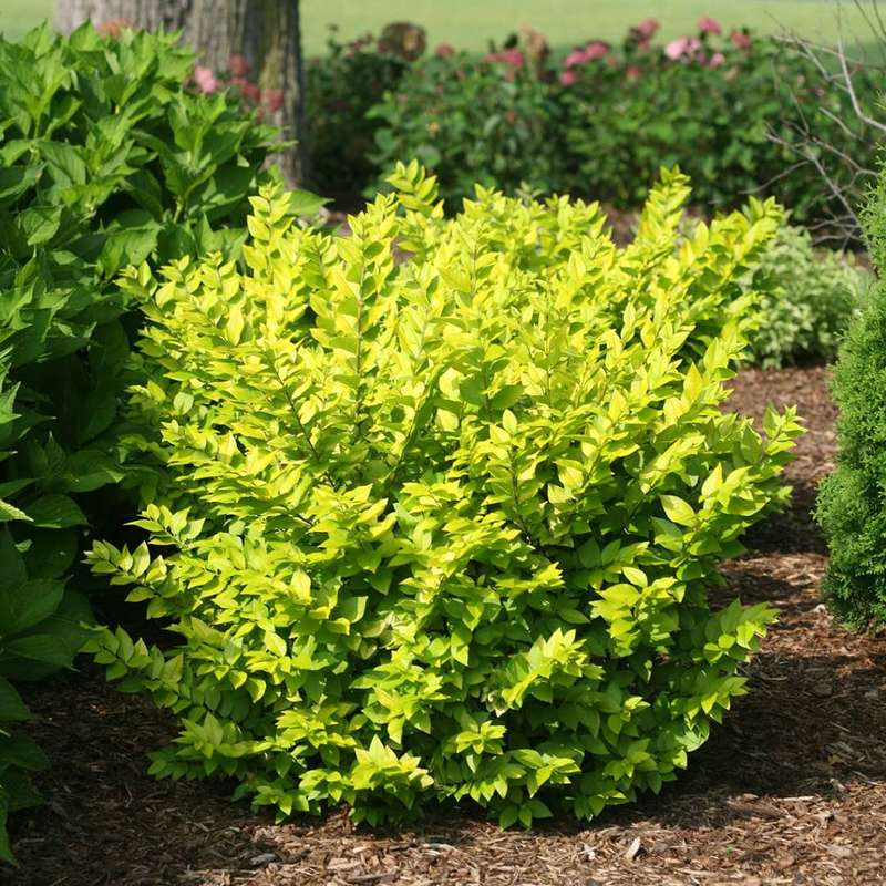 Ligustrum Vicaryi - View 13 from www redcrocus com