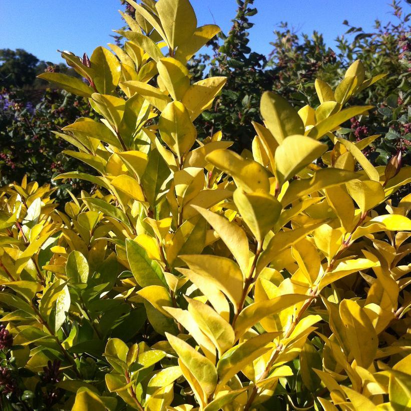 Ligustrum Vicaryi - View 14 from www redcrocus com