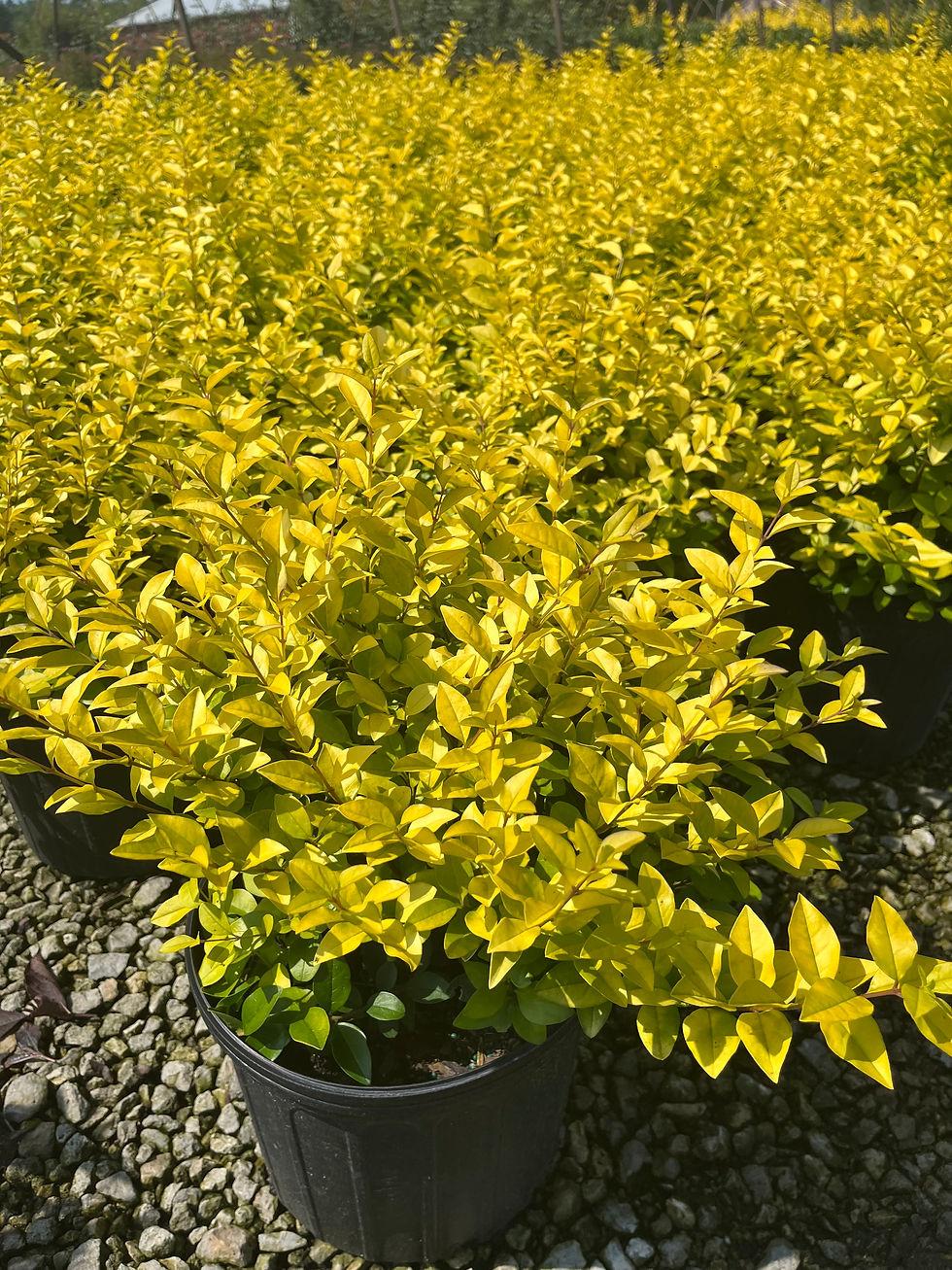 Ligustrum Vicaryi - View 15 from www redcrocus com