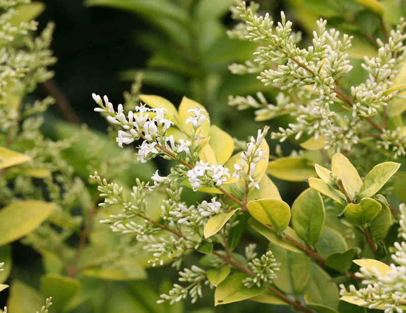 Ligustrum Vicaryi - View 15 from www redcrocus com