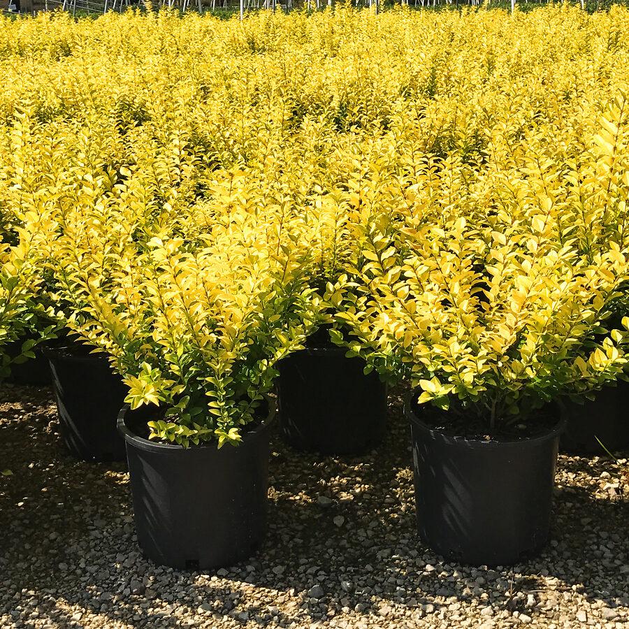 Ligustrum Vicaryi - View 16 from www redcrocus com