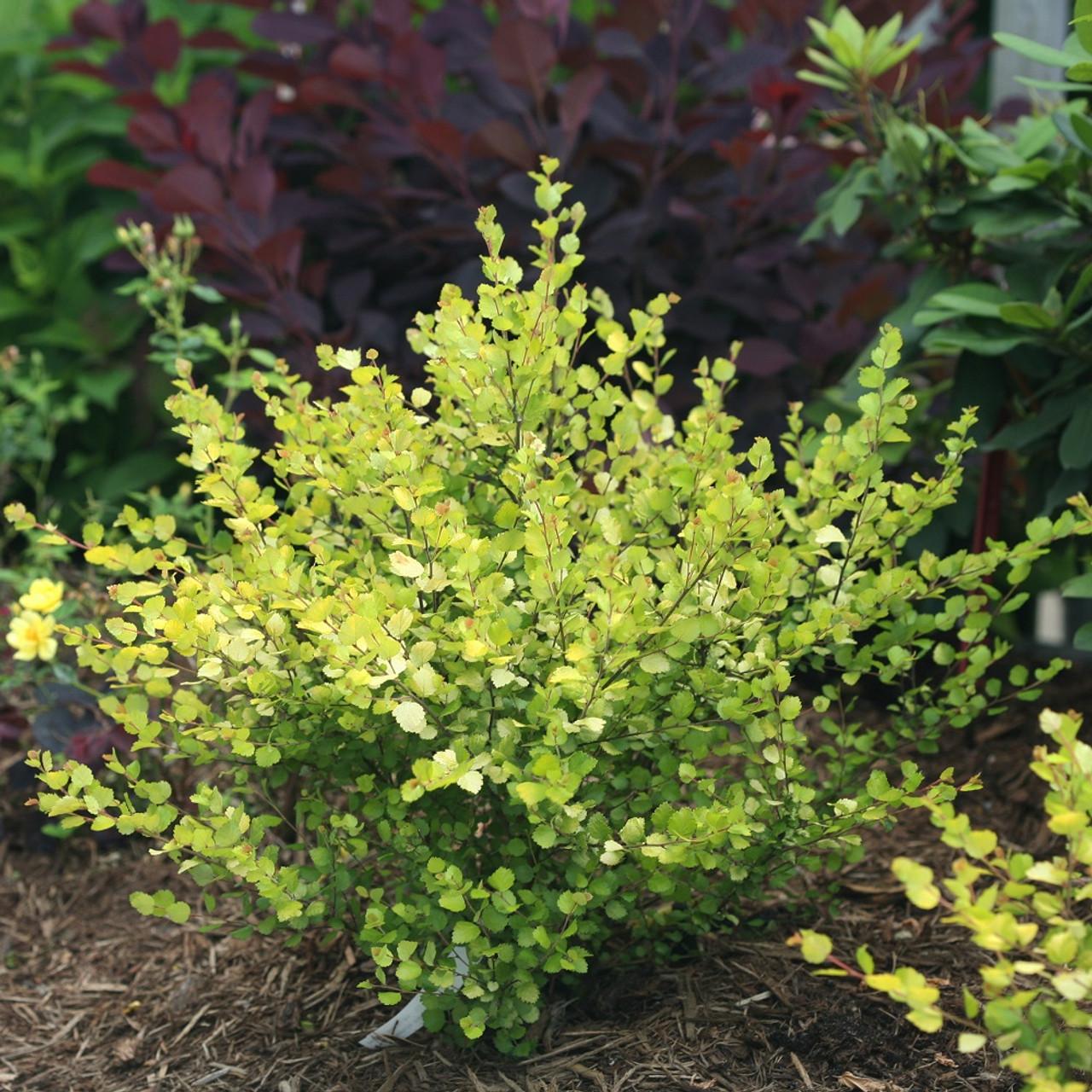 Ligustrum Vicaryi - View 17 from www redcrocus com