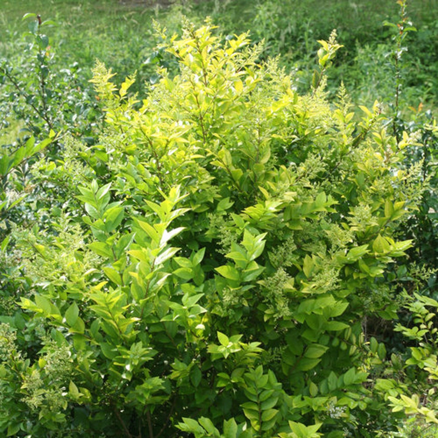 Ligustrum Vicaryi - View 18 from www redcrocus com