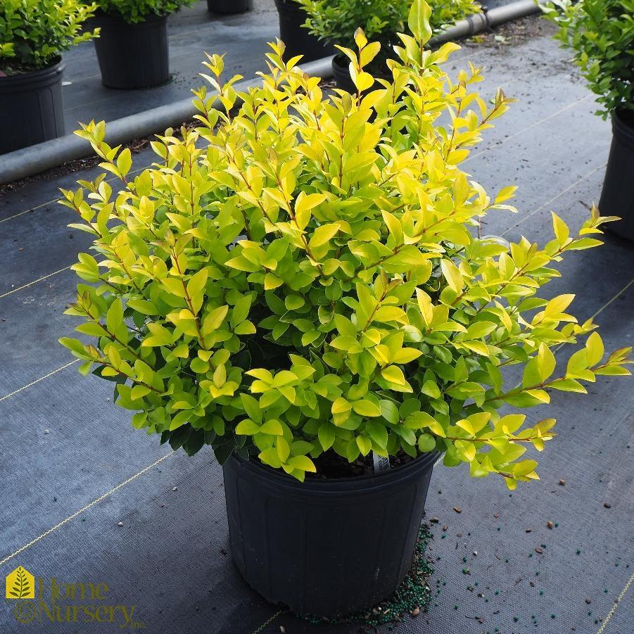 Ligustrum Vicaryi - View 1 from www redcrocus com
