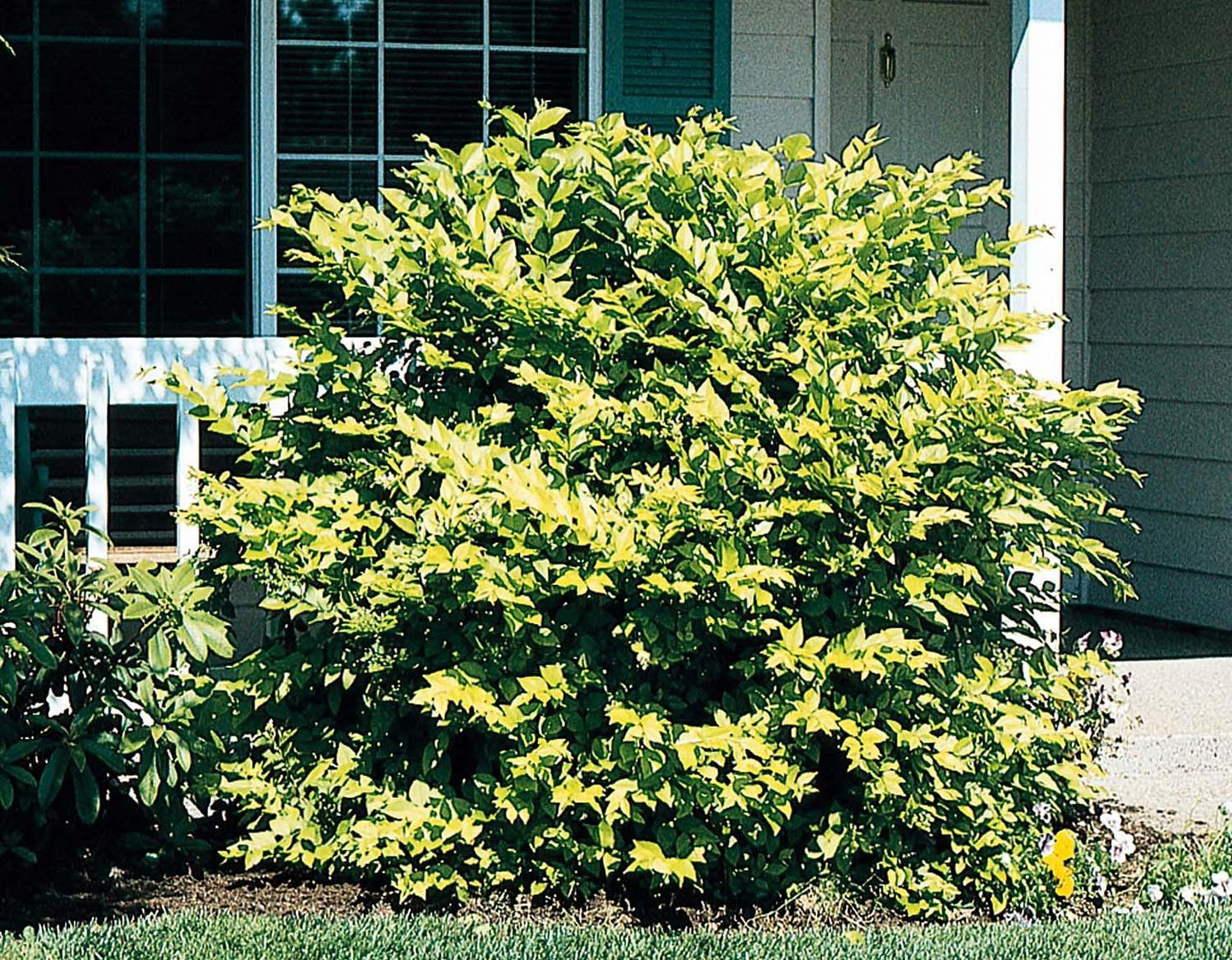 Ligustrum Vicaryi - View 20 from www redcrocus com