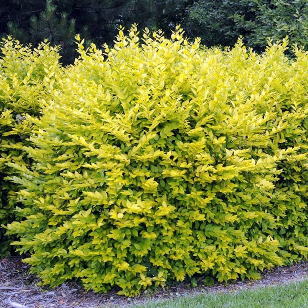 Ligustrum Vicaryi - View 2 from www redcrocus com