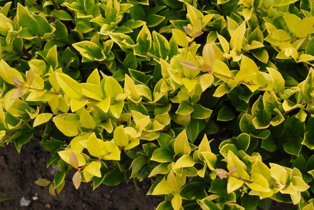 Ligustrum Vicaryi - View 3 from www redcrocus com