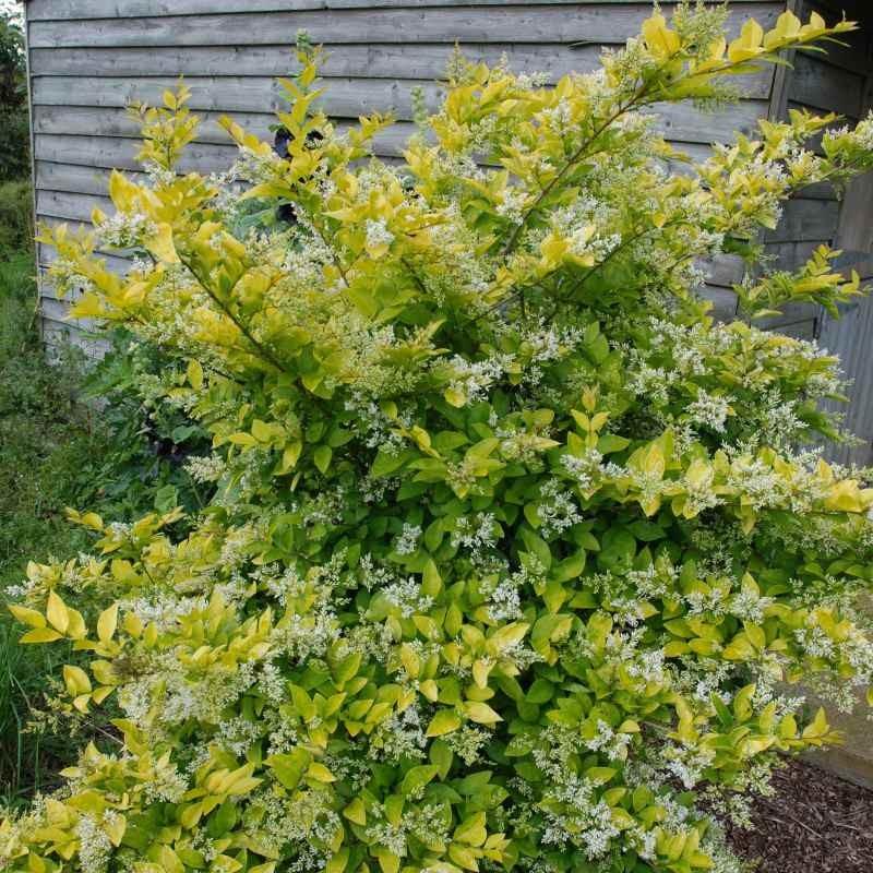 Ligustrum Vicaryi - View 4 from www redcrocus com